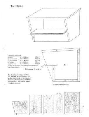 Turmfalkenfreilassung-1