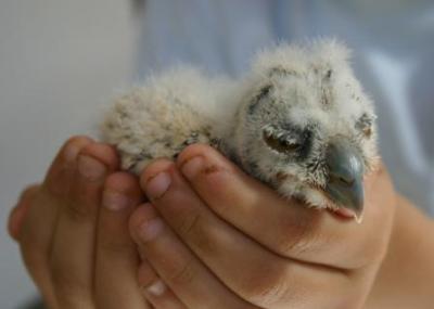 Waldohreule-ein-paar-Tage-alt