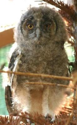 Waldohreulen-2009-juv-1-