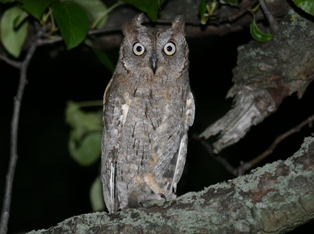 Zwergohreule-2008-022