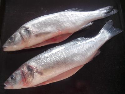 Fische