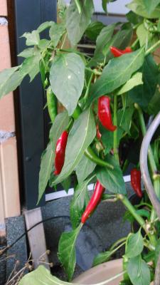 feuerrot