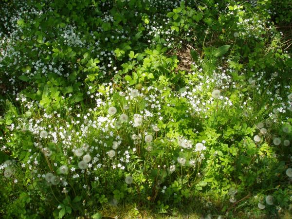 Wiesemit-Pusteblumen