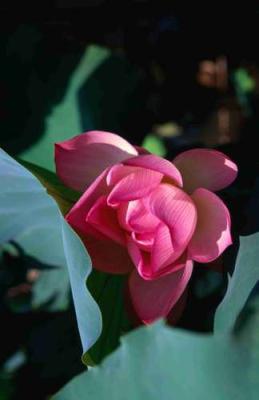 500x500_8a7df21d37b672d053aa1a9ee92b2790