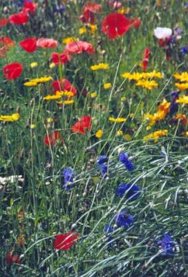 Buchendorf-Blumenwiese_1_20