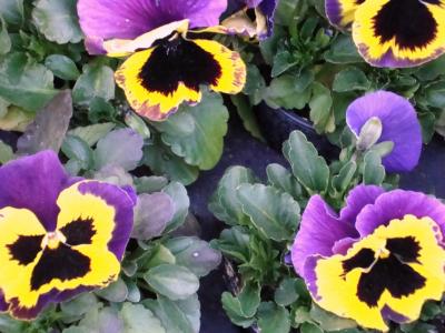 Blume der Erinnerung