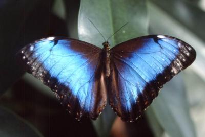 einem blauen Schmetterling im Fruehling gleich, leichten Fluegelschlages durch die Luft, fliegt meine Seele hin zu seiner Zaertlichkeit ....<br />
<br />
