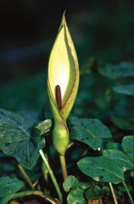 aronstab_bluete_small