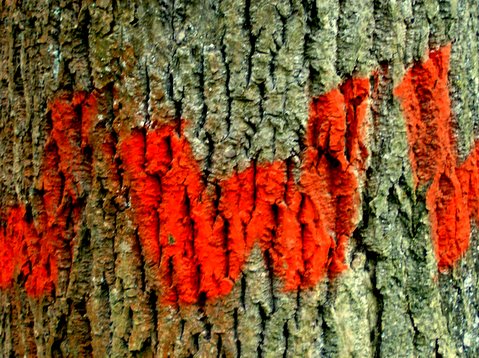 bilder-von-renate-085