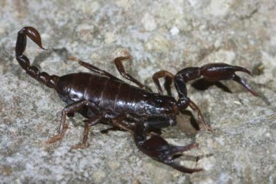 hpfixgal_insekten_deutscher_skorpion_05_11_2008_22_48_44