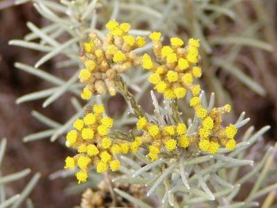 800px-Helichrysum_italicum_flowers