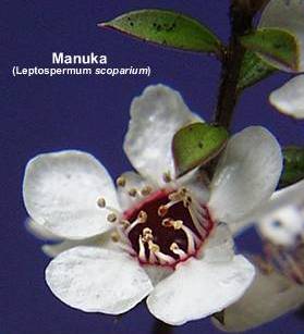 Manukablossom