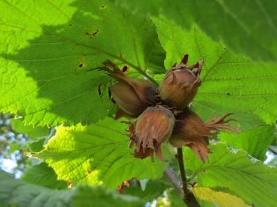 12-9-2014-Haselnuesse