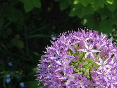 Allium-21-5-2014