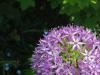 Allium-21-5-2014