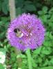 Allium-mit-Hummel-2