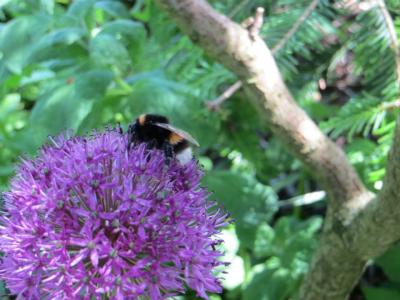 Allium-mit-Hummel