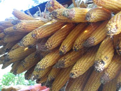 Die Ziegen sagen: Lecker