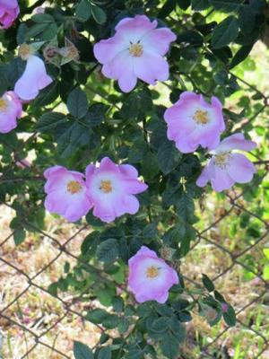 Uebern-Gartenzaun-11-6-14