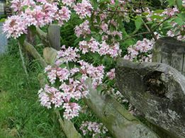 uebern-Gartenzaun-28-5-14