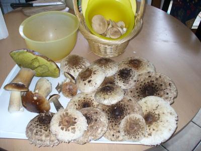 554065_366989030045036_1721135340_n