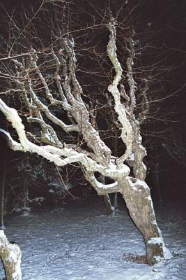 Baum