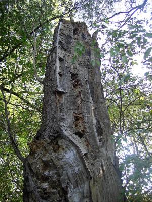 Schaerding-009_k