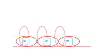 Muskelfastfertig-nullaktivATP
