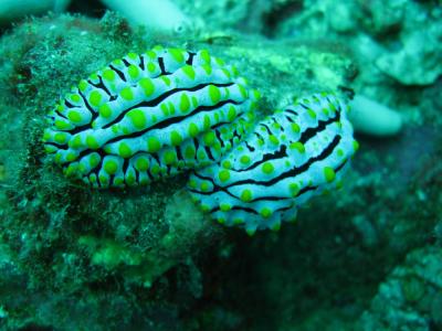 Seeschnecken_1000_thumb