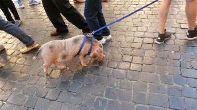 Schwein-bei-Piazza-di-Spgana-5-10-
