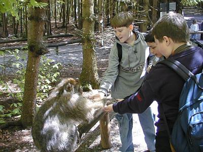 Boden_Affe