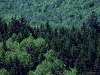 wald_12
