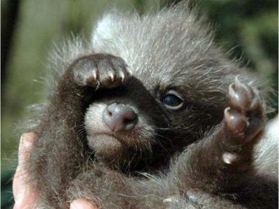 902234408-tier-tiere-tierbaby-tierbabys-5tI8hnmSp34_phixr