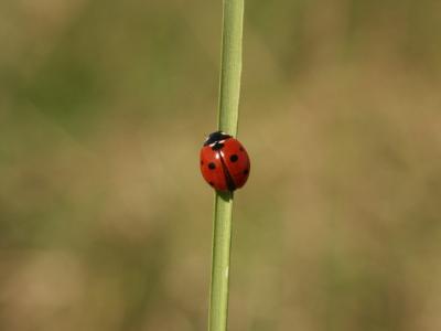 Marienkfer_am_Grashalm