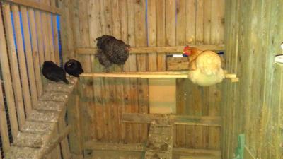 Huehner-auf-der-Stange