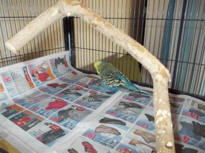 Standardwellensittichhenne, oliv,gelbkopf