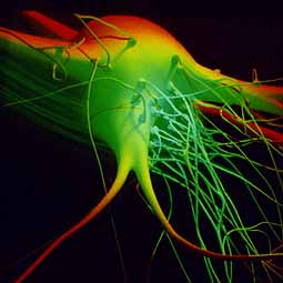 Neuron