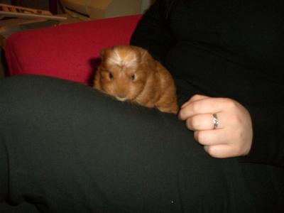 Napoleon