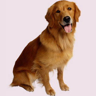 hund