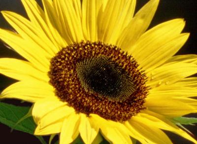 sonnenblume