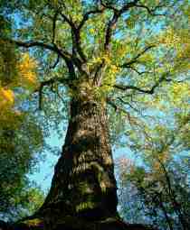 baum