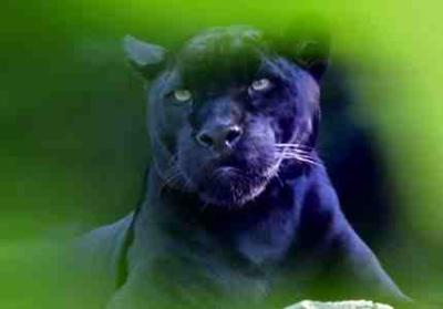 nat_panther