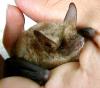 545a_pipistrello_440