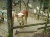 CLIP0247