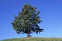 Baum