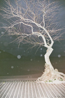 002_Baum