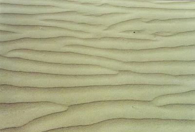 Sandrippchen