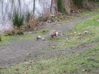 Kueken-im-Dezember-1