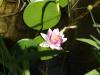 Seerose-im-Gartenteich