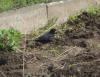Bruder_amsel
